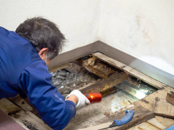 Best Attic Mold Removal  in Tuscola, IL